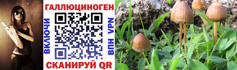 Купить  Холмск  Галлюциногенные грибы GOLDEN TEACHER 